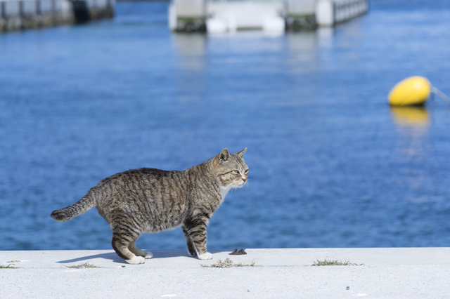 猫好きなら１度は行きたい 美しい景色も満喫 癒しの猫旅スポット ゆこたび