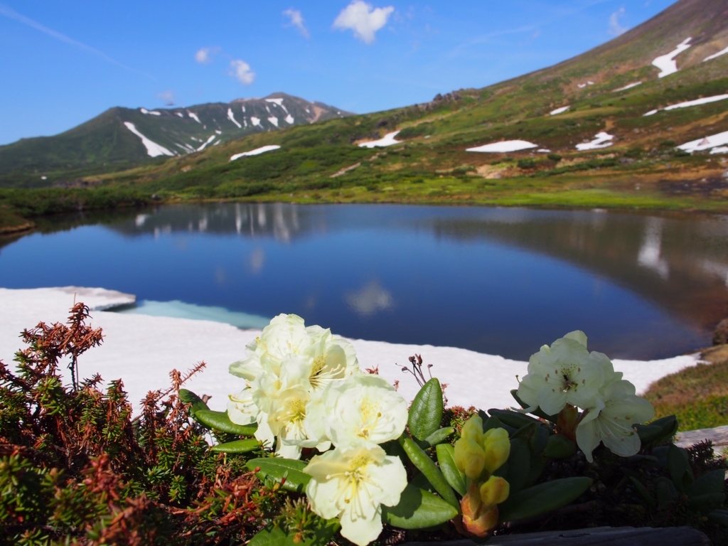 初夏の大雪山、お花めぐりと旬のウニ・甘エビを食す旅