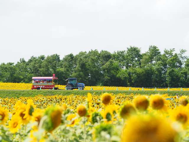 夏は美しい「太陽の花」を見に行こう！ 全国の穴場ひまわり畑5選