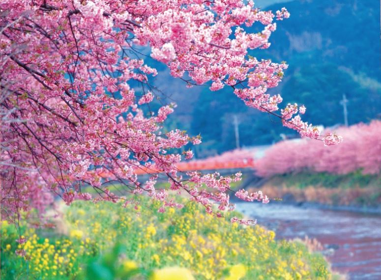 失敗しない！旅行時期から選ぶ河津桜の開花スポット