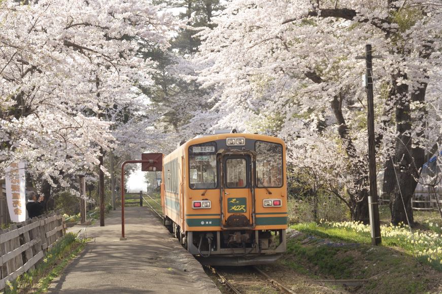絶景！列車から見る桜のトンネル6選