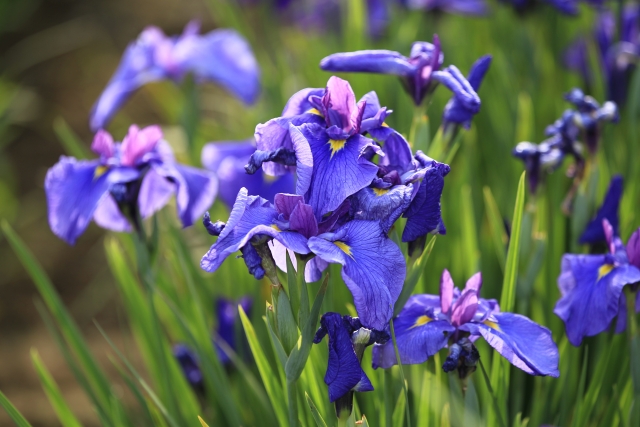 花の美しさを堪能 石川県の花スポット2選 ゆこたび