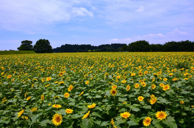 色彩を訪ねる旅へ、宮崎県の花のスポット