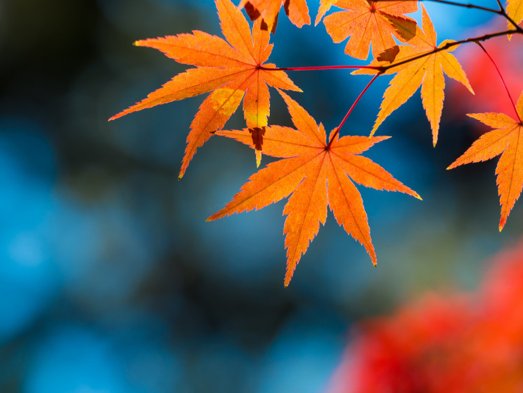 客室から紅葉を楽しめる兵庫県の温泉宿