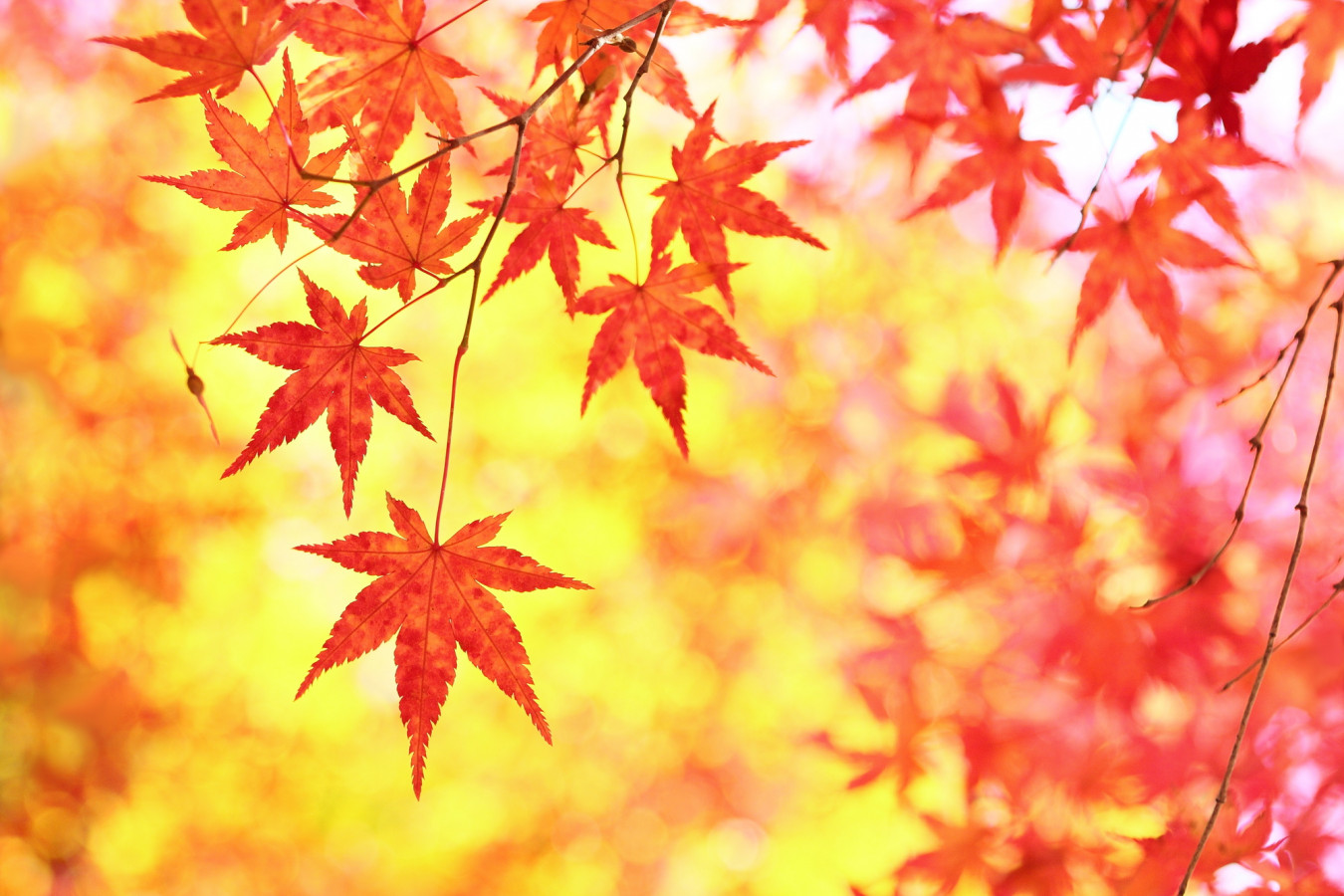静岡県(熱海温泉)／日本一遅い紅葉【熱海梅園】