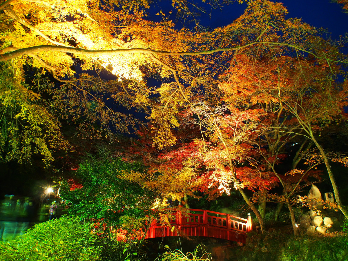 12月にも紅葉が見れる 日本で最後の紅葉はどこ ゆこたび