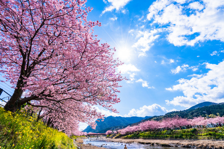 河津桜を快適に見るためのポイント教えます！