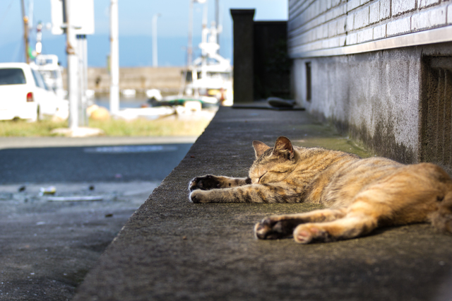 猫好きなら１度は行きたい 美しい景色も満喫 癒しの猫旅スポット ゆこたび