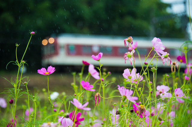 電車から見える 奈良県の絶景スポット ゆこたび