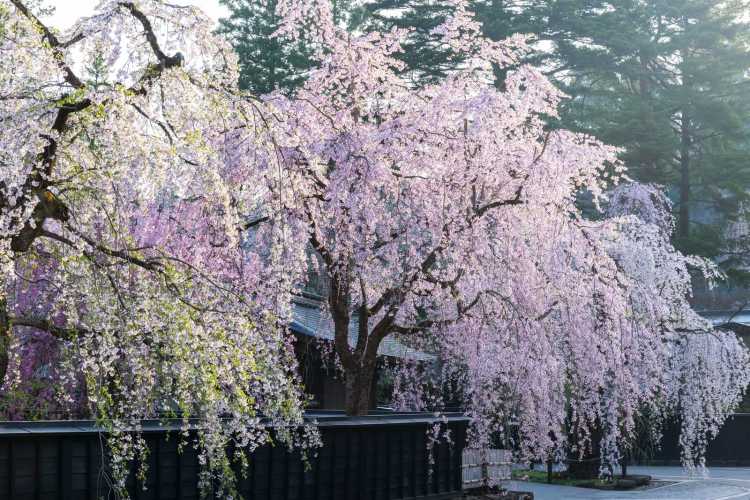 秋田県のお花見スポットは日本国花苑と角館が人気