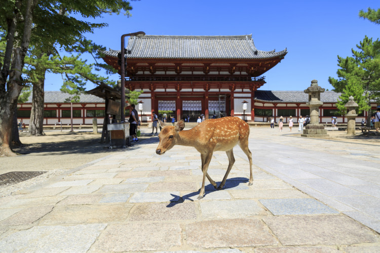 落ち着く空間でまったりランチ 奈良県のカフェグルメ ゆこたび