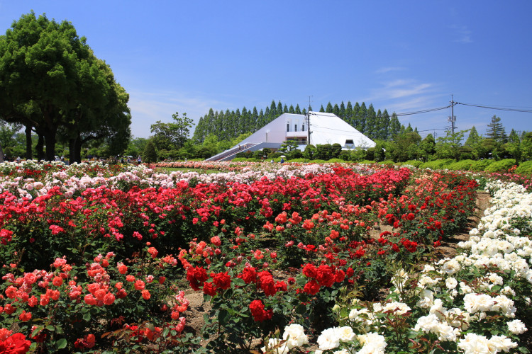 岡山県の鮮やかな花の名所おすすめスポット ゆこたび