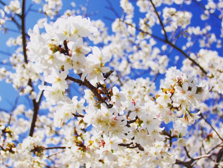 徳島県の色鮮やかなオススメ花スポット2選 ゆこたび