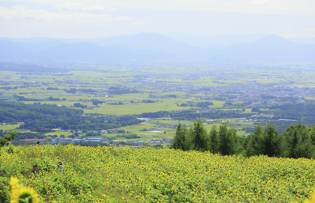 言葉を失う美しさ福島県の花畑スポット2選