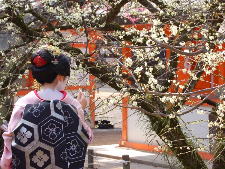 京都で梅見物なら 舞妓さんとはんなり野点を楽しめる北野天満宮梅花祭 ゆこたび
