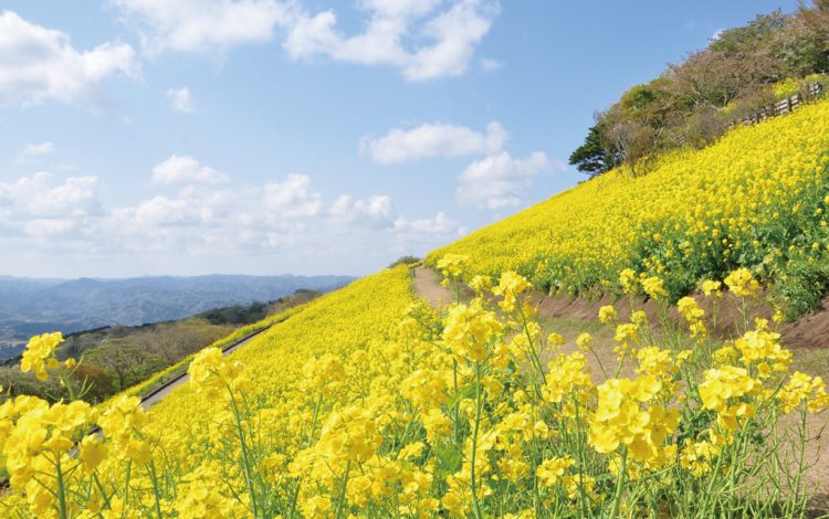 河津桜 菜の花 梅 お花摘み ひと足先に満開 早春のおでかけスポット ゆこたび