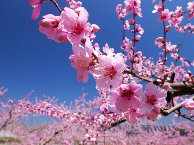 日本一の桃源郷へ行こう 桃の花や花火 気球も楽しめる 桃源郷春まつり ゆこたび