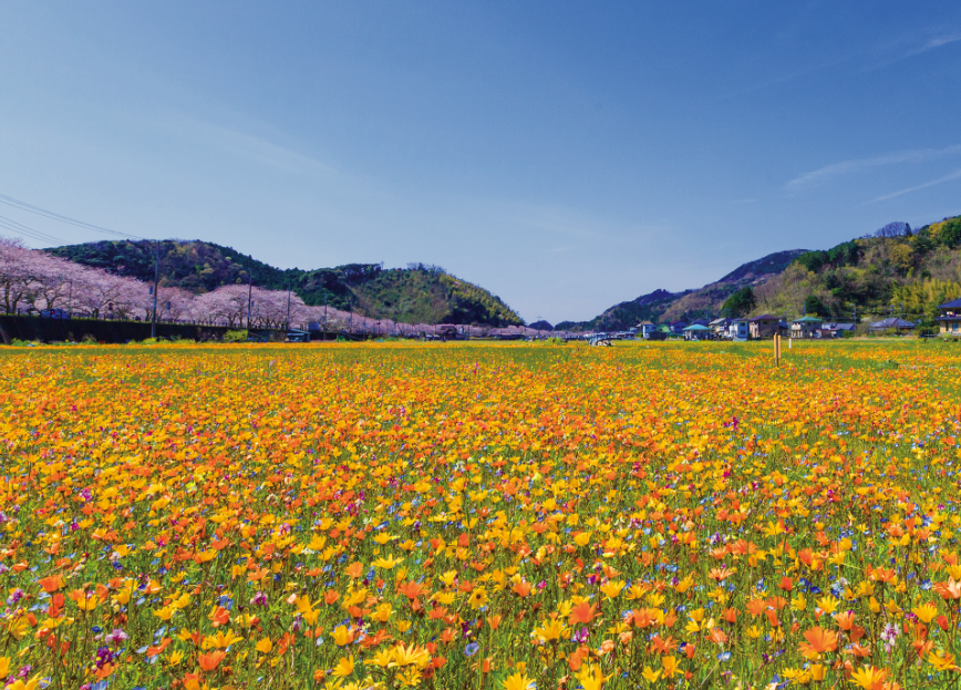 エッ 今年で最後 東京ドームよりも広いお花畑で伊豆の春をご満喫 ゆこたび