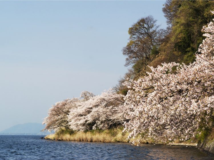 琵琶湖と桜が織りなす大津大崎桜の絶景と 周辺のおすすめ宿 ゆこたび