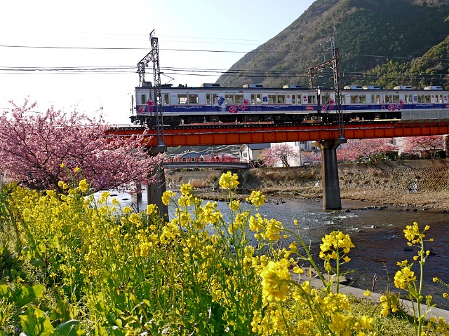 賢い人は電車を利用しているらしいIN河津桜まつり！日本一早い桜をどうぞ！