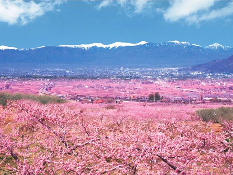 日本一の桃源郷へ行こう！桃の花や花火、気球も楽しめる「桃源郷春まつり」