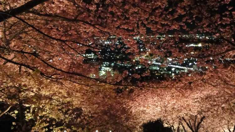 河津桜が満開！富士山と足柄平野を一望する煌めく絶景