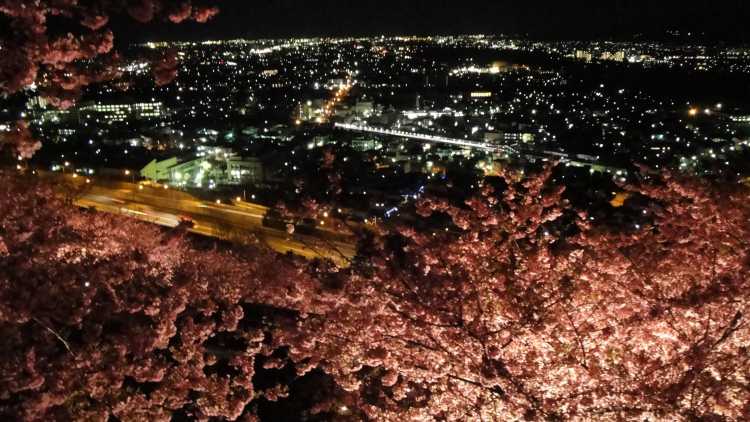 夜桜と夜景