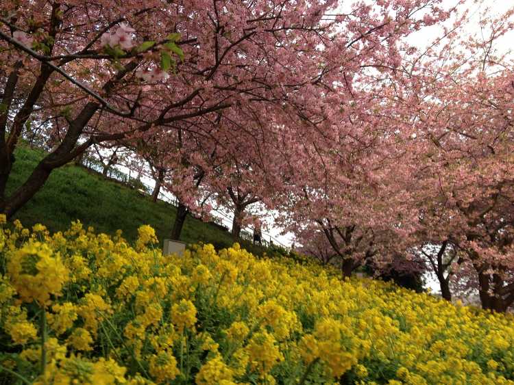 松田山 河津桜と菜の花