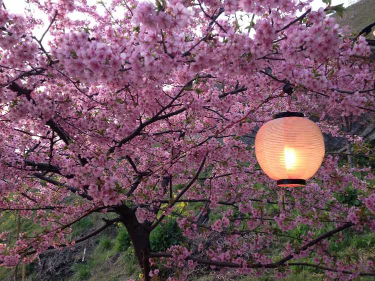 河津桜が満開 富士山と足柄平野を一望する煌めく絶景 ゆこたび