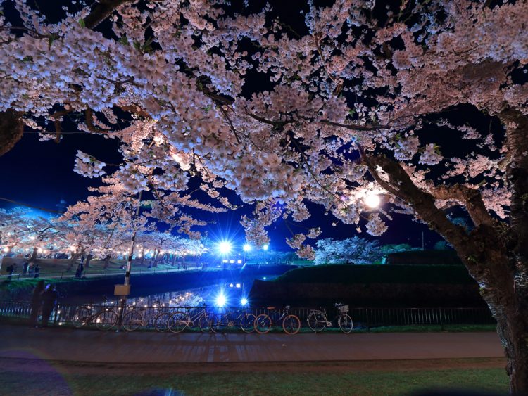優美な夜桜と癒しの温泉を一緒に楽しもう 温泉地近くの夜桜スポット ゆこたび