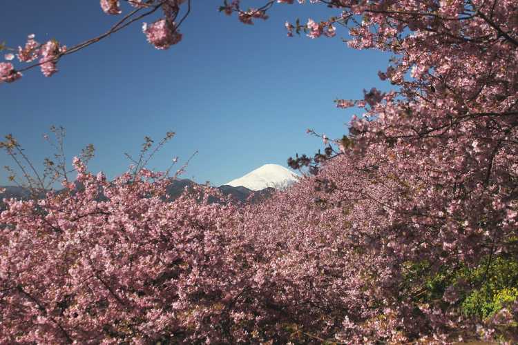 河津桜が満開 富士山と足柄平野を一望する煌めく絶景 ゆこたび