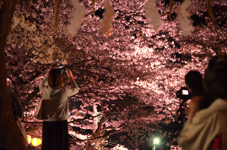 芸妓衆とのお座敷遊び体験も！鬼怒川で幻想的な「夜桜宴会」