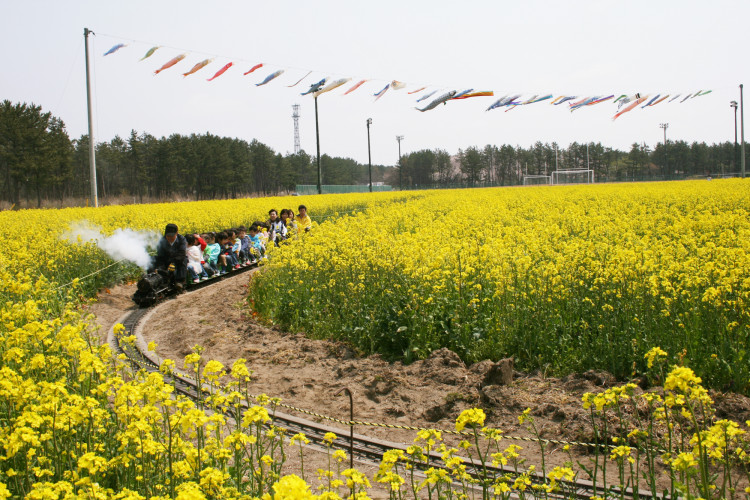 日本一の干拓地「菜の花×桜並木」の絶景に会える