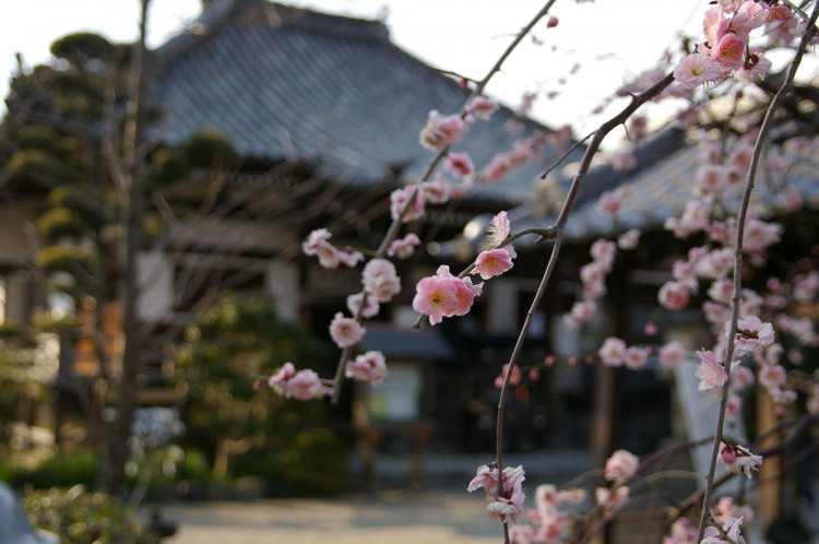 花見の宴会は秀吉が発祥 思わず誰かに話したくなる お花見 雑学 ゆこたび