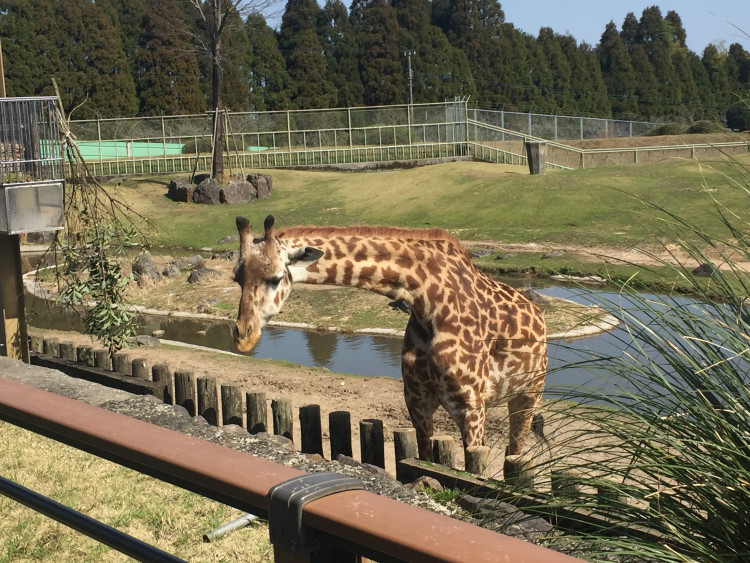 生まれたばかりの可愛い動物の赤ちゃんに会える平川動物公園 ゆこたび