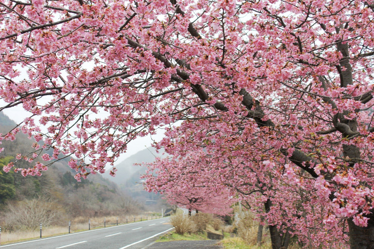 河津桜が満開 富士山と足柄平野を一望する煌めく絶景 ゆこたび