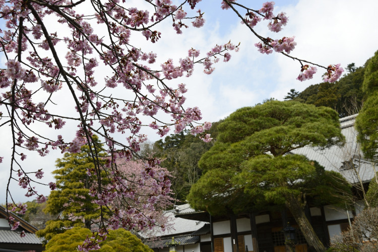 ３月から４月下旬まで楽しめる 修善寺エリアのお花見スポット情報 ゆこたび