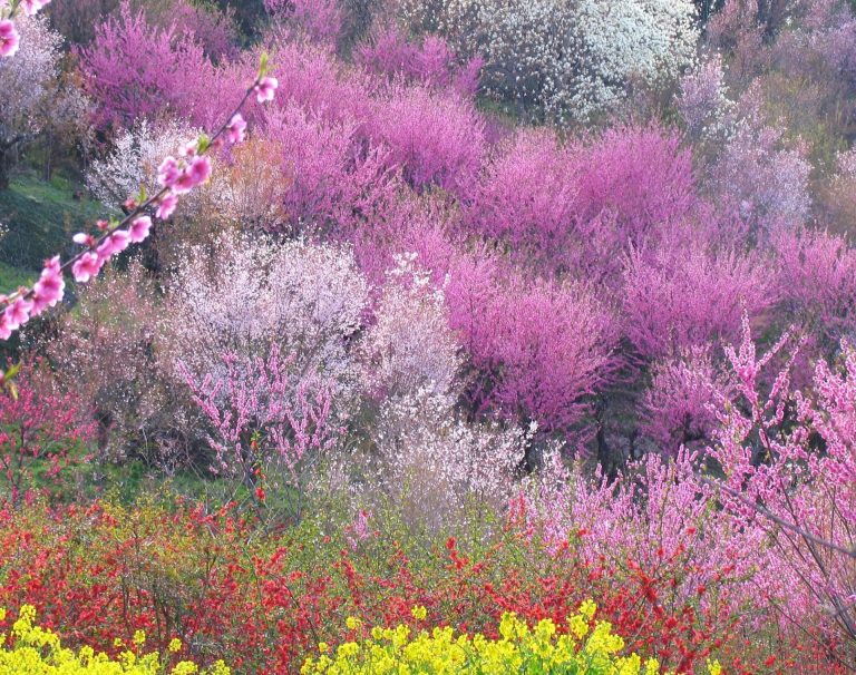 福島の桃源郷「花見山」の世代を超えた花づくり