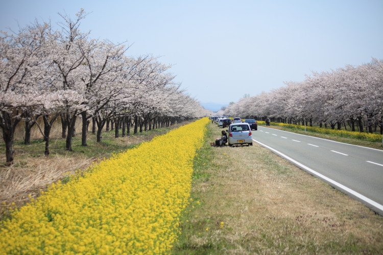 日本一の干拓地 菜の花 桜並木 の絶景に会える ゆこたび