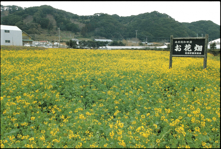 季節 歳時記 春がいっぱい 房総の菜の花巡りへ ゆこたび