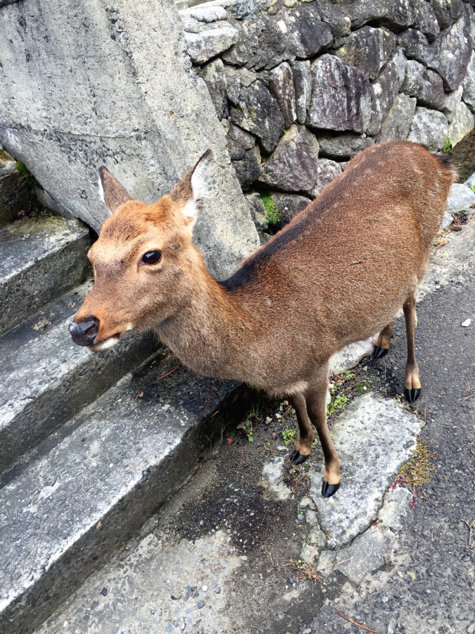 金華山の鹿