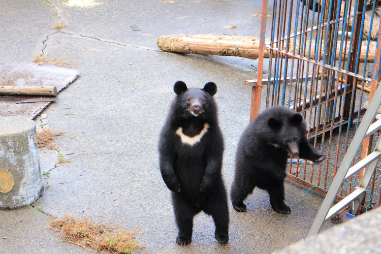 ご当地ライター 熊ちゃんだけの動物園 マタギの里でｇｗは可愛い子熊とふれあおう ゆこたび