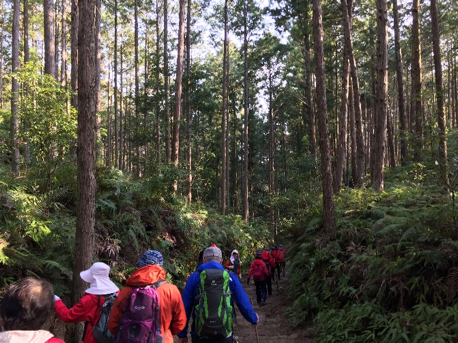 ニッポンがここちよい、健やかなる旅のススメ「第３回：蘇りの道『熊野古道』の芸術的な森林浴を体験する」