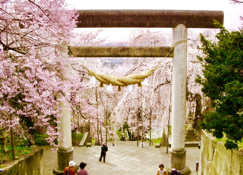 【ご当地ライター】日本さくらの名所100選・烏帽子山の千本桜に酔いしれる