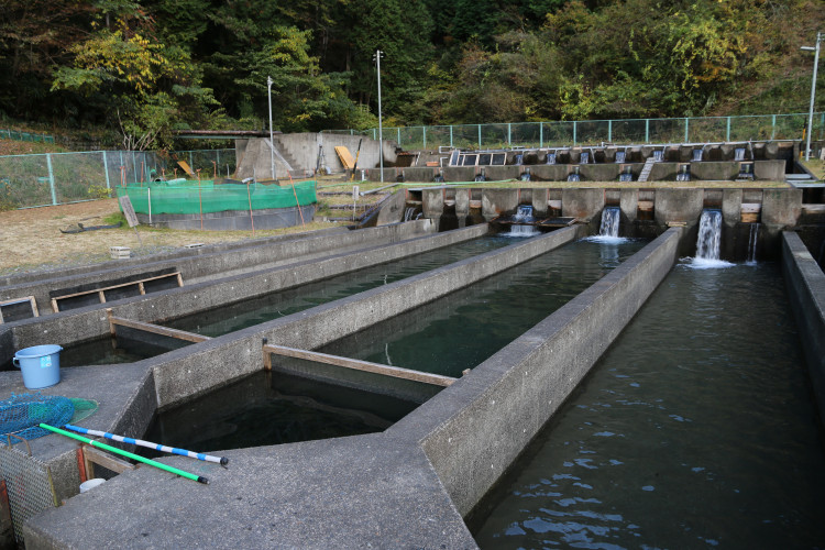 南アルプスの伏流水をたっぷり使い1年半じっくり養殖