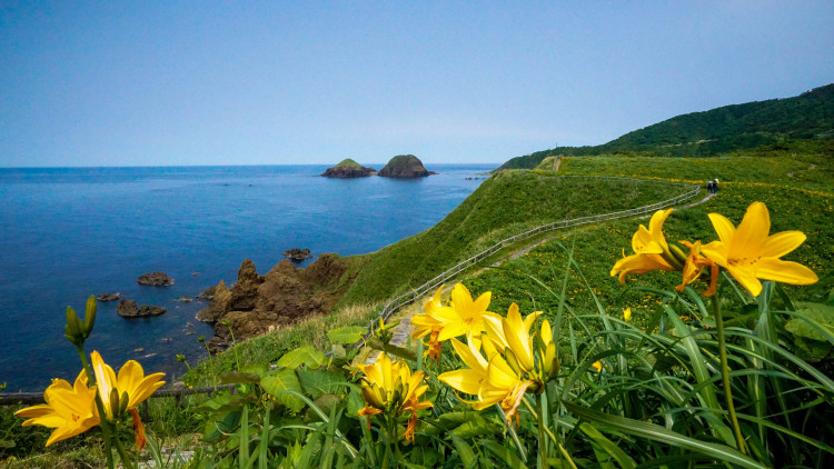 ご当地ライター 花の島 佐渡へ 5月下旬 6月には カンゾウ 岩ユリなど元気をくれる鮮やかな色の花々が島内に咲き誇ります ゆこたび