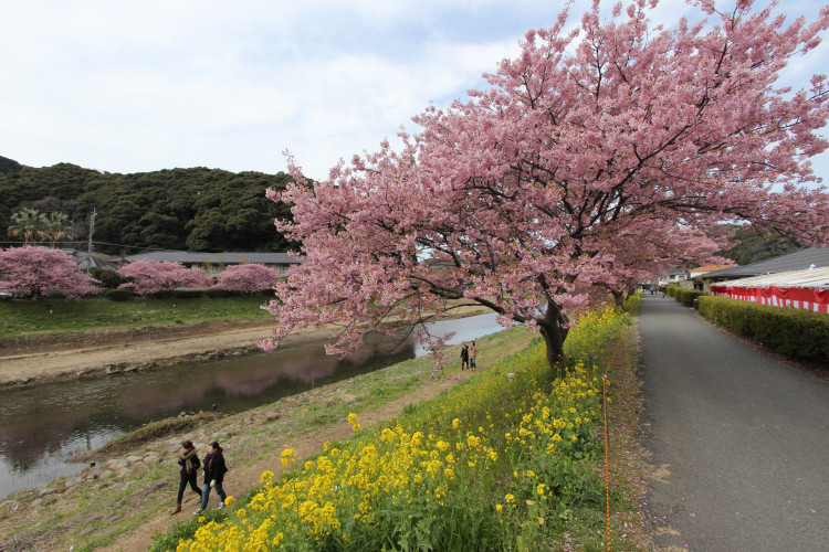 「下賀茂温泉　湯の花」目の前の青野川沿いには河津桜の並木