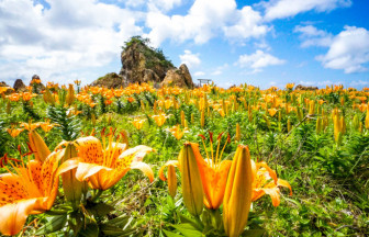 ご当地ライター】“花の島、佐渡へ” 5月下旬～6月には、カンゾウ・岩ユリなど元気をくれる鮮やかな色の花々が島内に咲き誇ります。 | ゆこたび