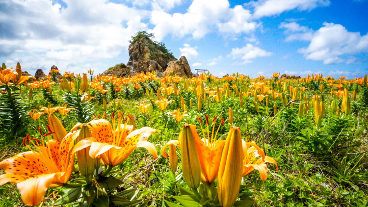 ご当地ライター 花の島 佐渡へ 5月下旬 6月には カンゾウ 岩ユリなど元気をくれる鮮やかな色の花々が島内に咲き誇ります ゆこたび