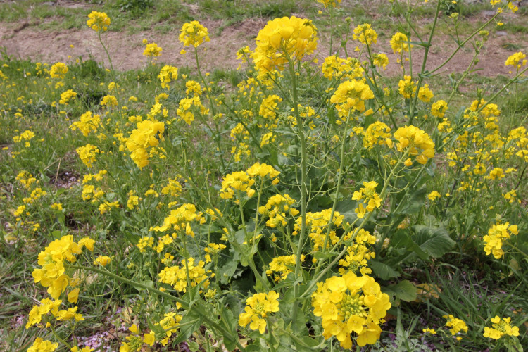 「下賀茂温泉　湯の花」近隣では1月下旬から4月上旬頃まで菜の花畑が見ごろ